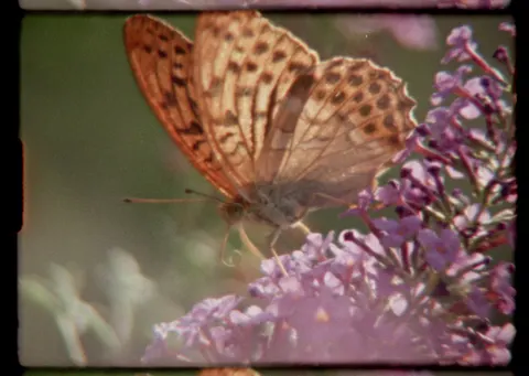 40 Filmmakers in 25 Countries Team Up for an Ode to Nature Shot Entirely on Super 8 Cameras — via Colossal